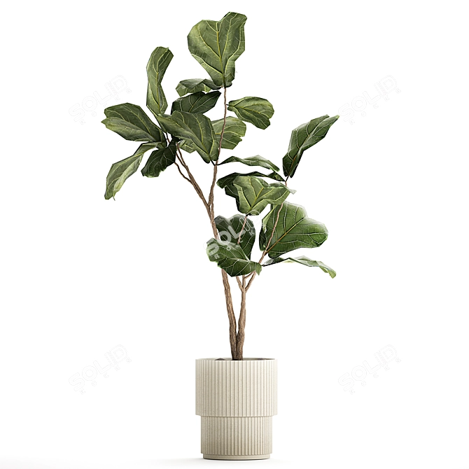 Stylish Ficus Lyrata Indoor Tree 3D model image 5