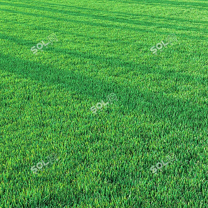 Professional Outdoor Grass Model 3D model image 2