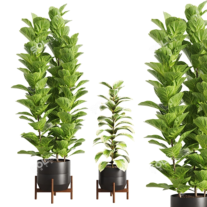 Ficus Set Indoor Plants 3D model image 1