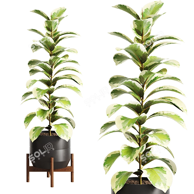 Ficus Set Indoor Plants 3D model image 3