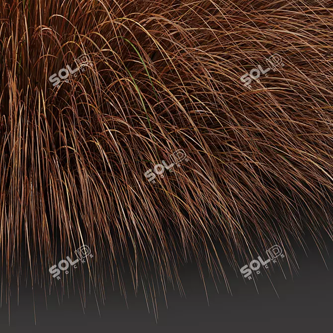 Vibrant Orange Sedge Grass 3D Models 3D model image 2