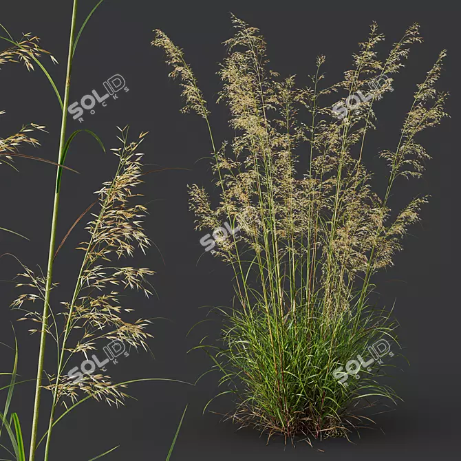 Giant Feather Grass 3D Models 3D model image 2