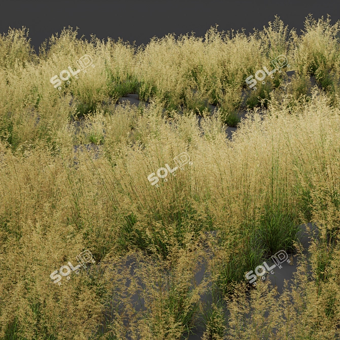 Giant Feather Grass 3D Models 3D model image 3