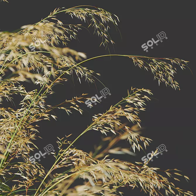 Giant Feather Grass 3D Models 3D model image 4