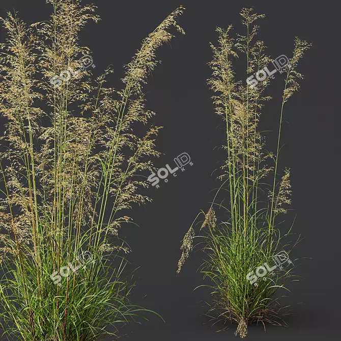 Giant Feather Grass 3D Models 3D model image 5