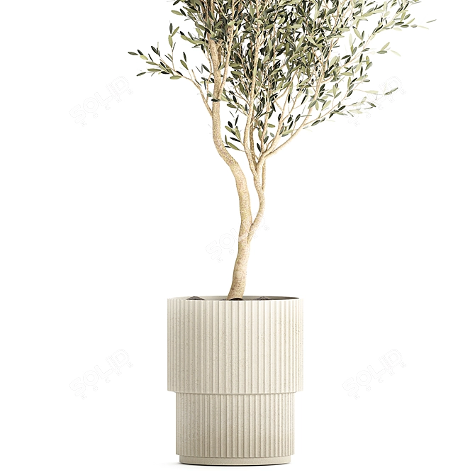 Stylish Decorative Olive Tree 3D model image 2