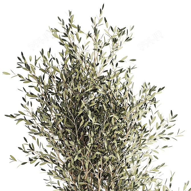 Stylish Decorative Olive Tree 3D model image 3