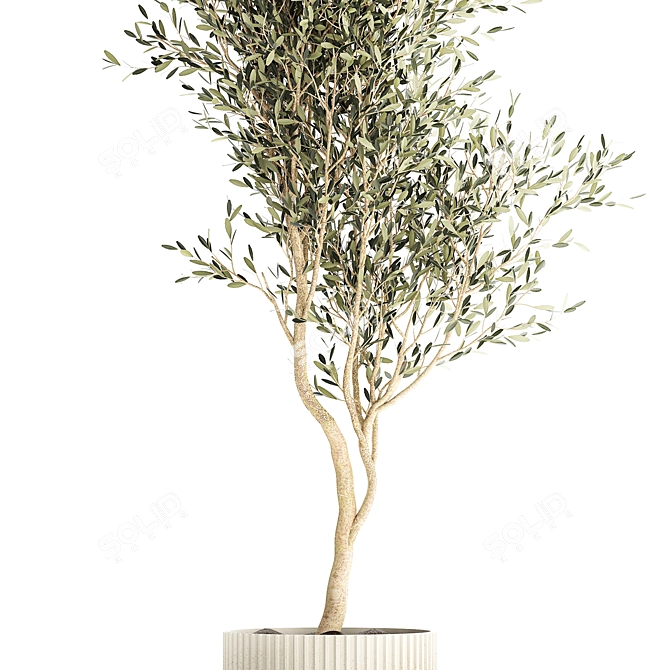 Stylish Decorative Olive Tree 3D model image 4