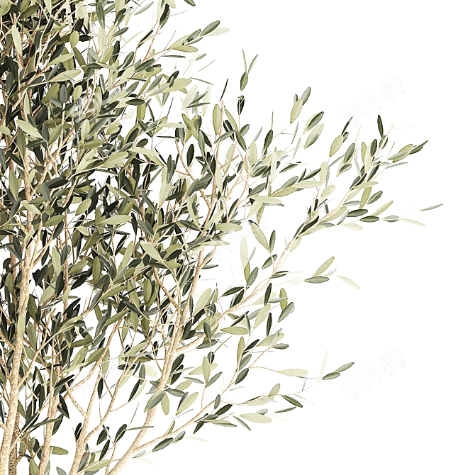 Stylish Decorative Olive Tree 3D model image 5