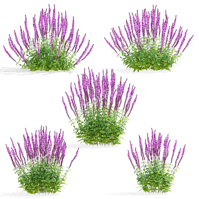 Amethyst Salvia Collection | 3D Model 3D model image 2