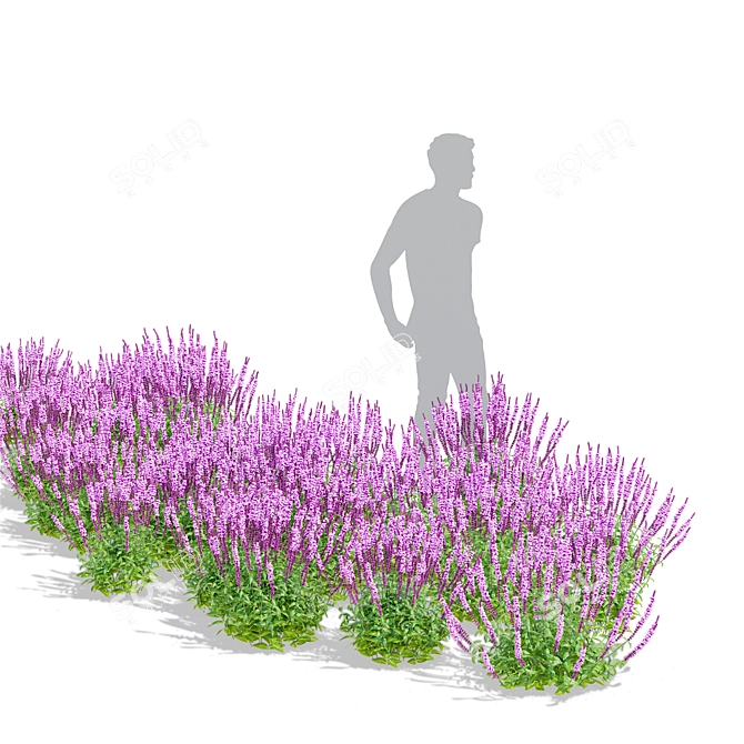 Amethyst Salvia Collection | 3D Model 3D model image 3