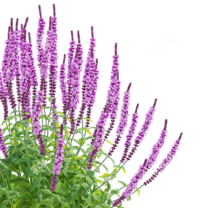 Amethyst Salvia Collection | 3D Model 3D model image 5