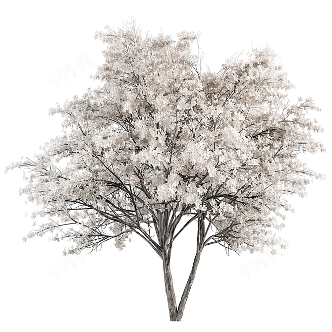 Elegant White Dogwood Tree Set 3D model image 1