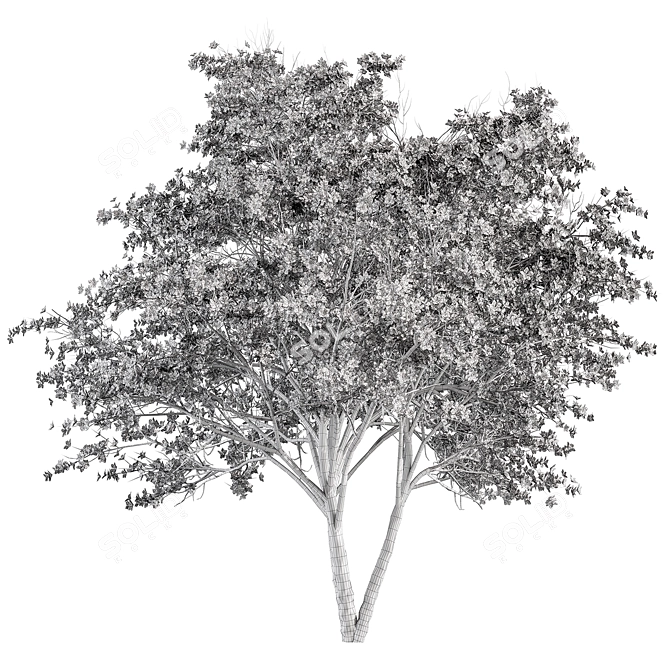 Elegant White Dogwood Tree Set 3D model image 3