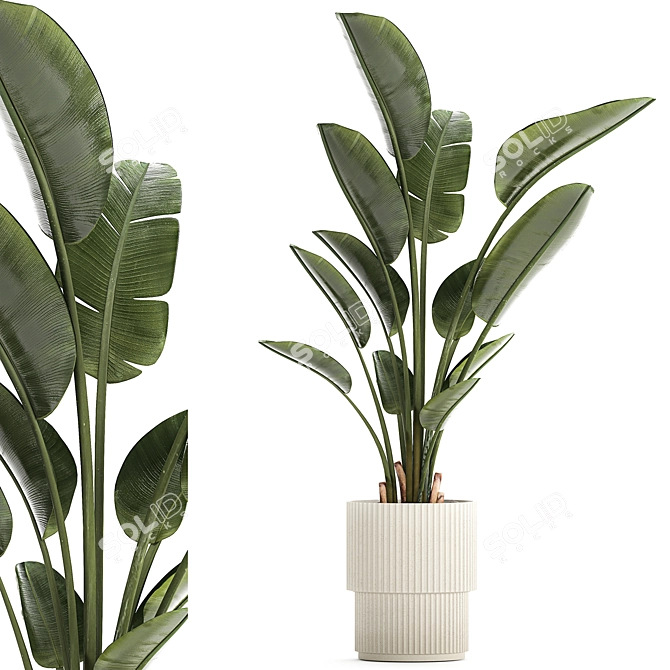 Exotic Tropical Plant Decor- Banana Palm 3D model image 1