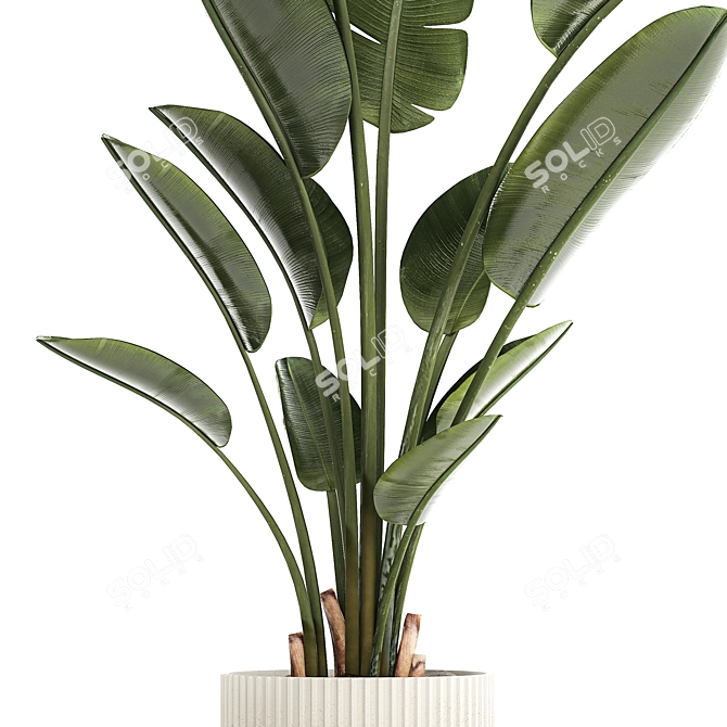 Exotic Tropical Plant Decor- Banana Palm 3D model image 2