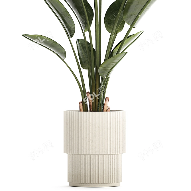 Exotic Tropical Plant Decor- Banana Palm 3D model image 3