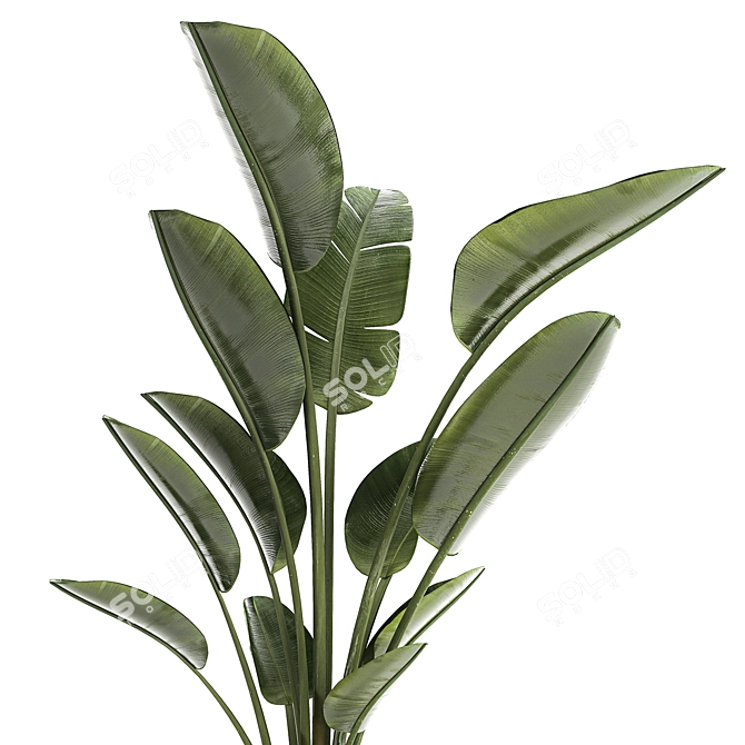 Exotic Tropical Plant Decor- Banana Palm 3D model image 4