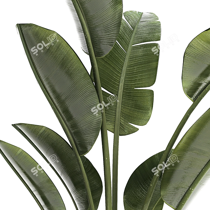 Exotic Tropical Plant Decor- Banana Palm 3D model image 5