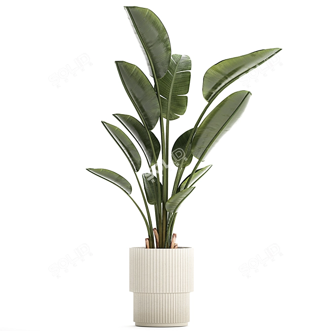 Exotic Tropical Plant Decor- Banana Palm 3D model image 6