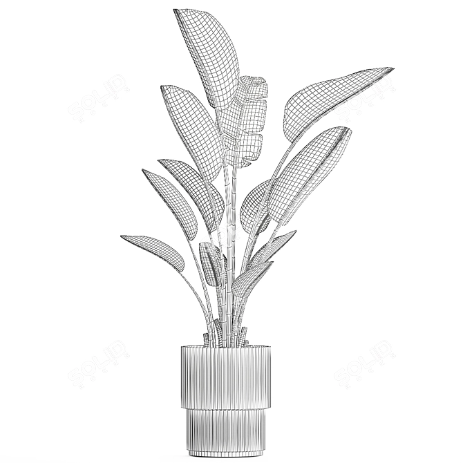 Exotic Tropical Plant Decor- Banana Palm 3D model image 7