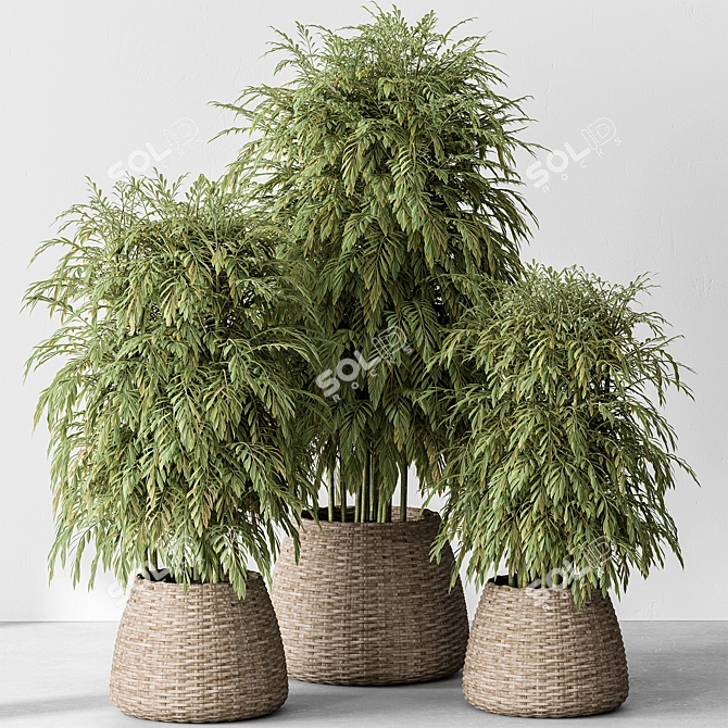 Bamboo Tree Indoor Plant Eco-Friendly 3D model image 1