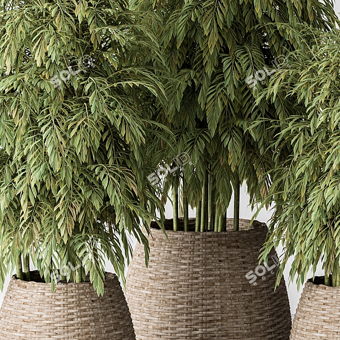 Bamboo Tree Indoor Plant Eco-Friendly 3D model image 2