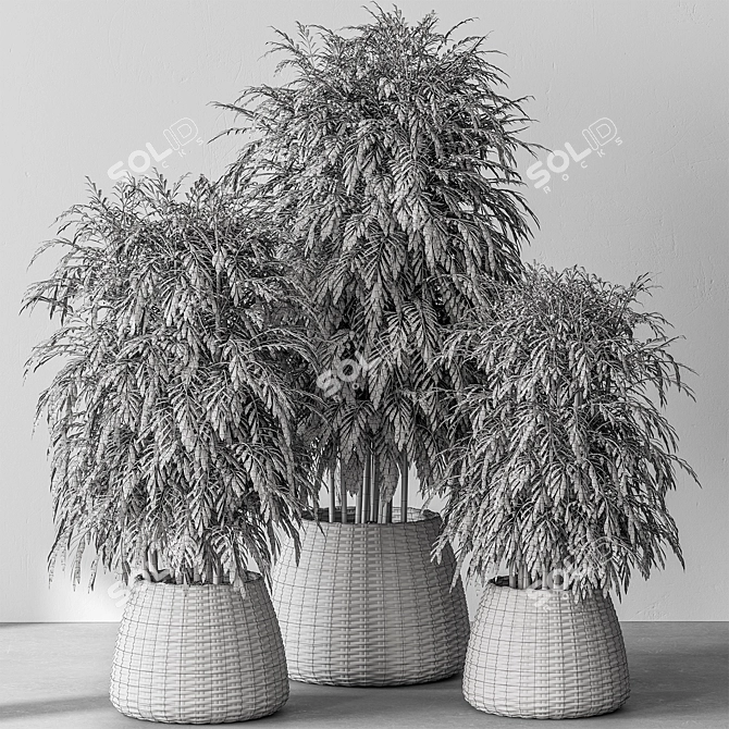 Bamboo Tree Indoor Plant Eco-Friendly 3D model image 3