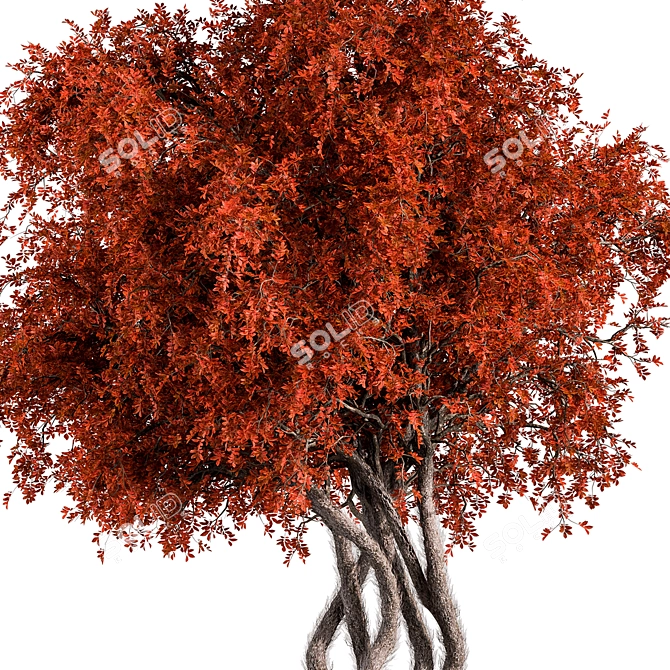 Red Maple Tree Collection 166 3D model image 2