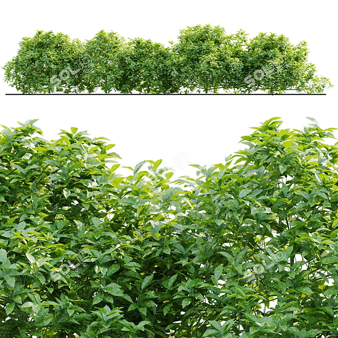 Japanese Laurel Plant Collection Set 3D model image 1