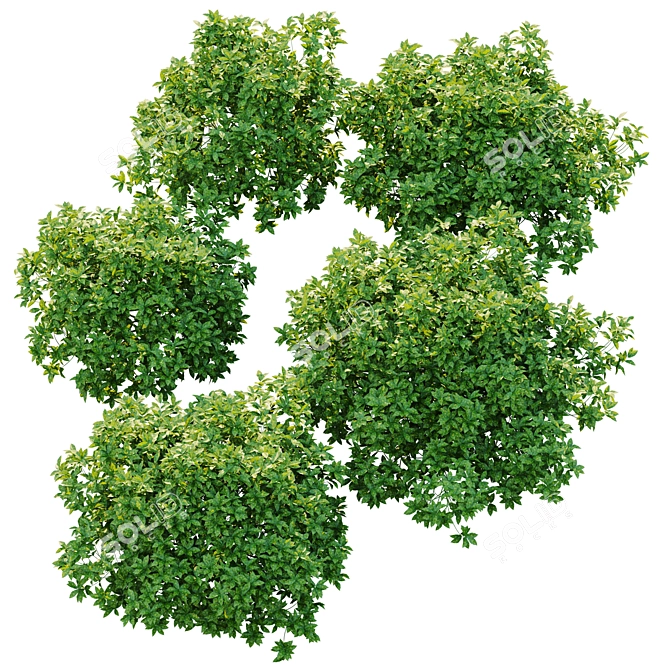 Japanese Laurel Plant Collection Set 3D model image 3