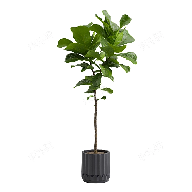 Ficus Lyrata: Large Leaf Plant 3D model image 4