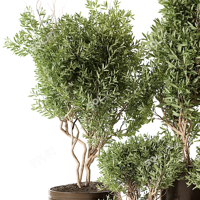 Outdoor Plant 227 V-Ray Corona 3D model image 3