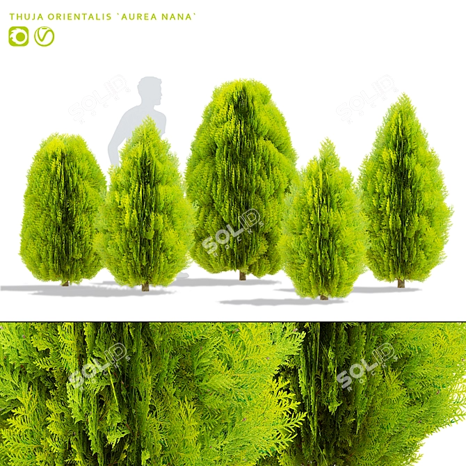 Compact Thuja Tree Models	Collection 3D model image 1