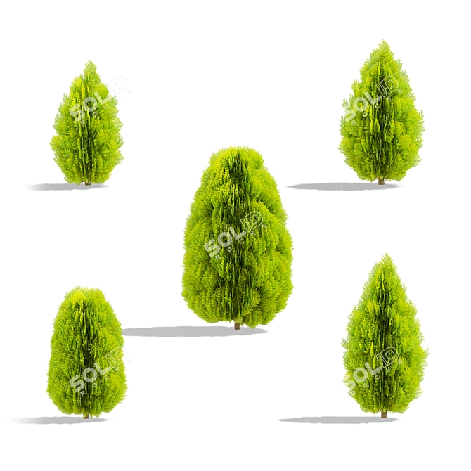 Compact Thuja Tree Models	Collection 3D model image 2