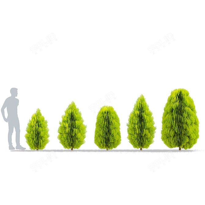 Compact Thuja Tree Models	Collection 3D model image 3