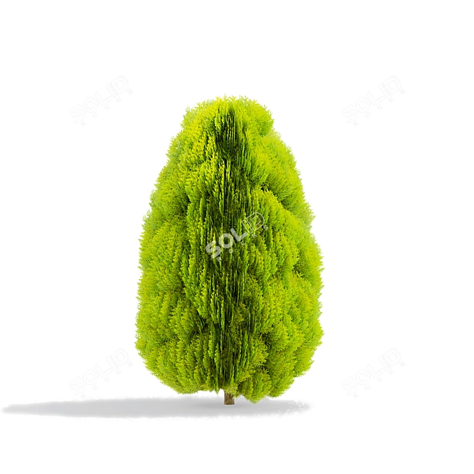 Compact Thuja Tree Models	Collection 3D model image 5