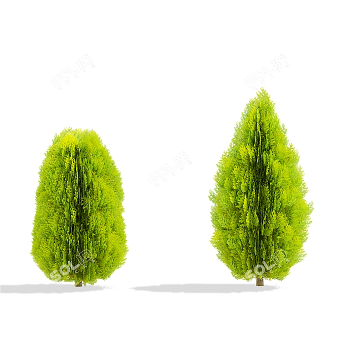 Compact Thuja Tree Models	Collection 3D model image 6