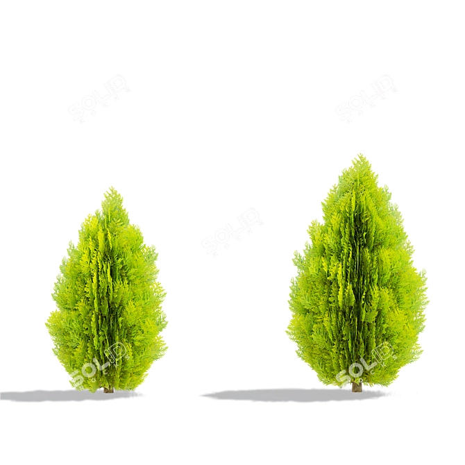 Compact Thuja Tree Models	Collection 3D model image 7