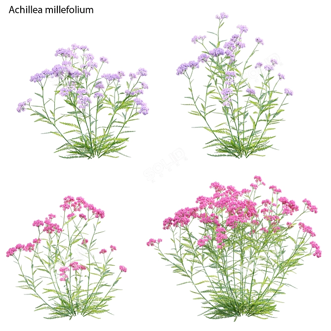 3D Yarrow Plant Models Solution 3D model image 1