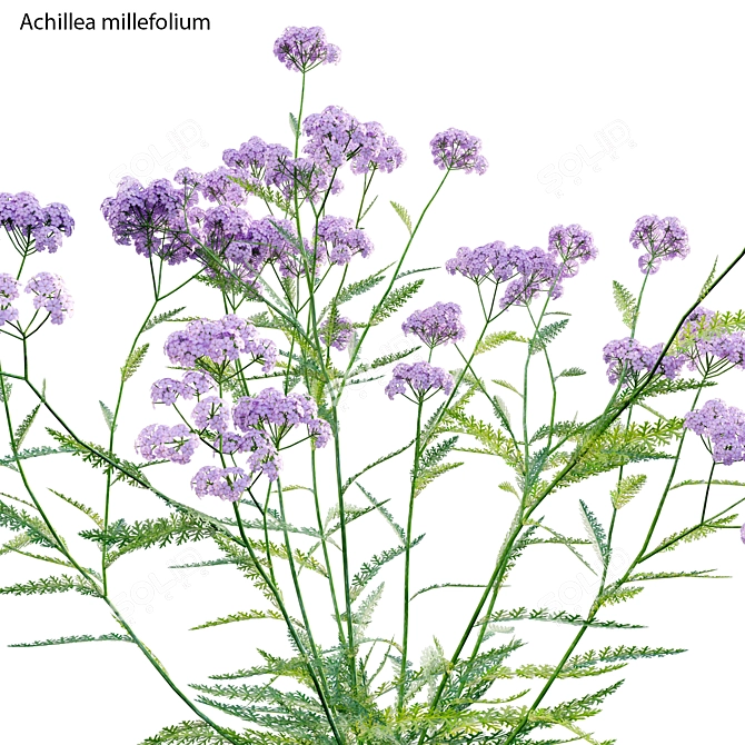 3D Yarrow Plant Models Solution 3D model image 2