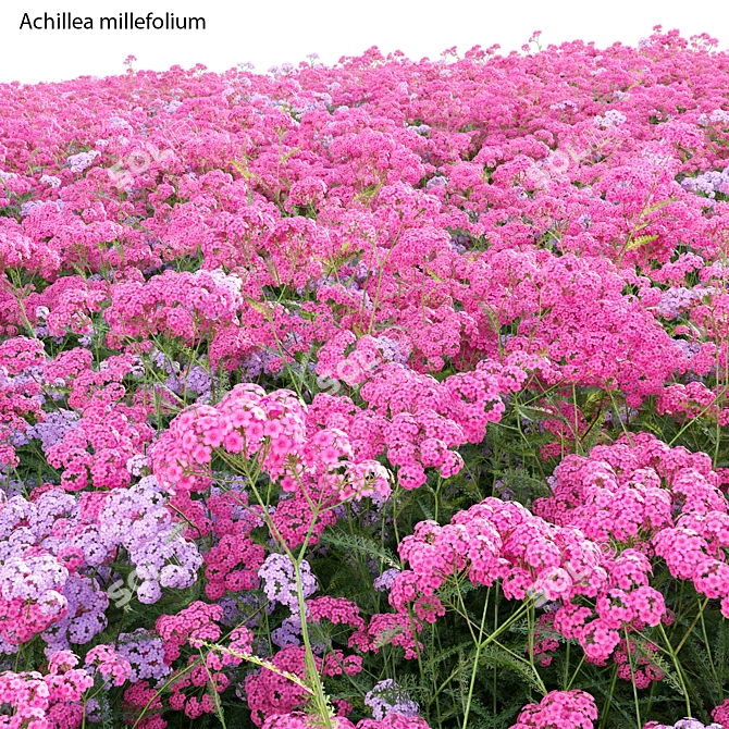 3D Yarrow Plant Models Solution 3D model image 4