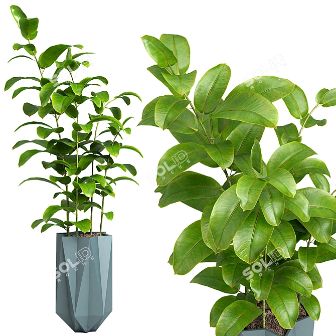 Indoor Plant Model Set 3D model image 1