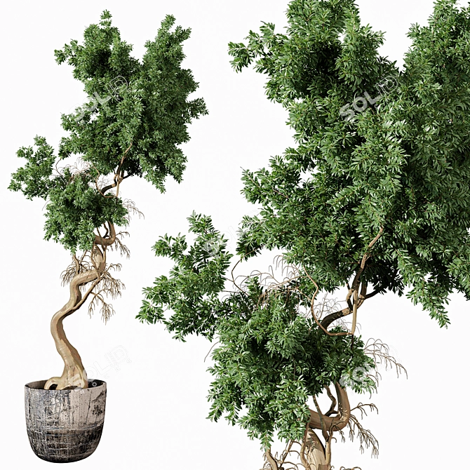 Modern Indoor Plant Model 273 3D model image 1