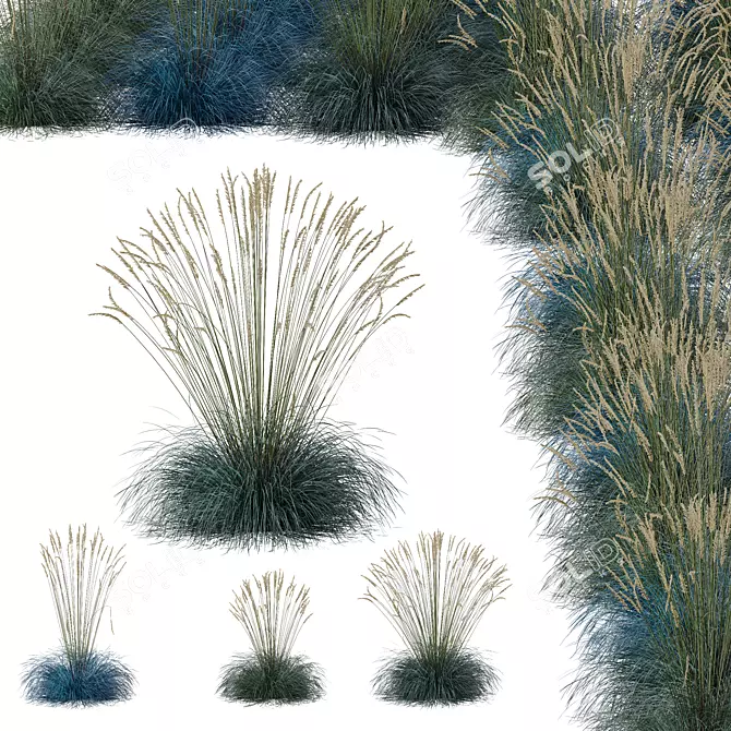 Silver Blue Ornamental Grass Set 3D model image 1