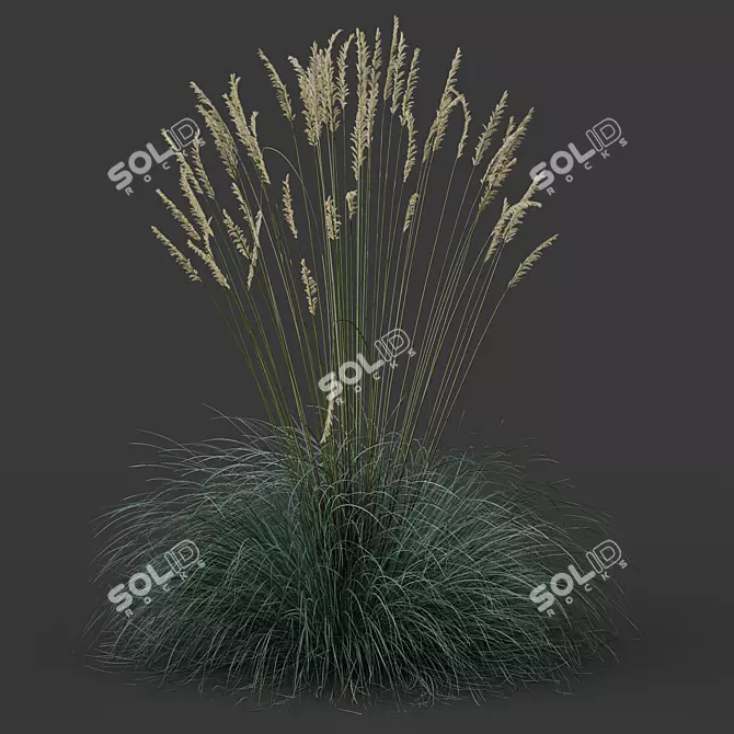 Silver Blue Ornamental Grass Set 3D model image 5