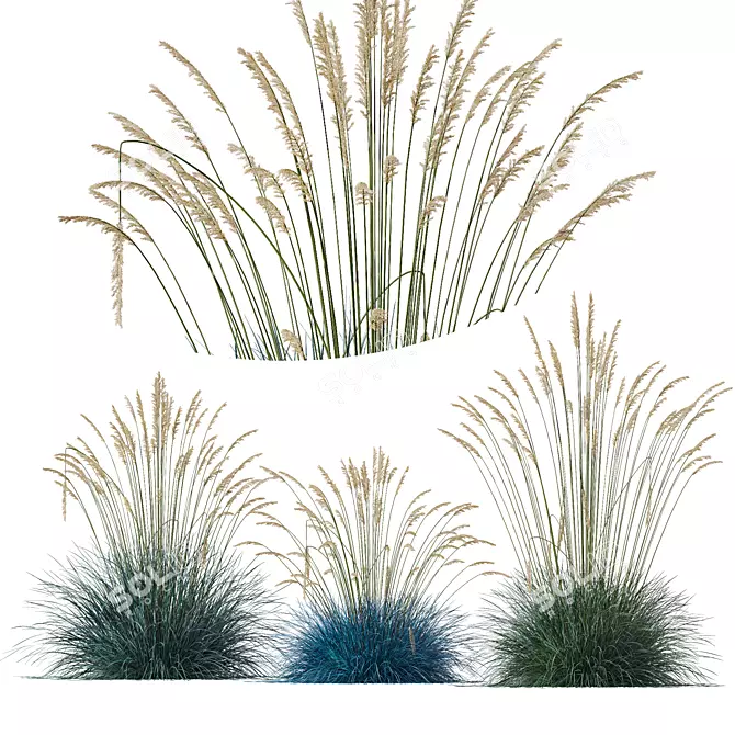 Silver Blue Ornamental Grass 3D Model 3D model image 1