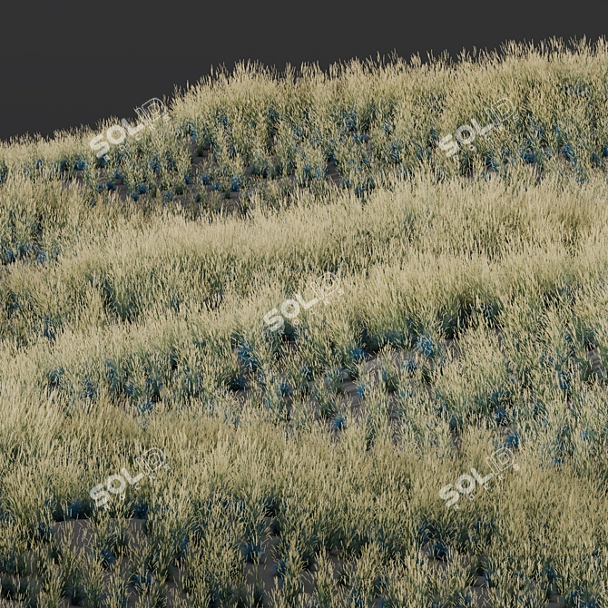 Silvery Blue Evergreen Grass Plant 3D model image 4