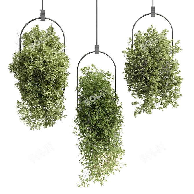 Indoor Hanging Plants Set 377 3D model image 2