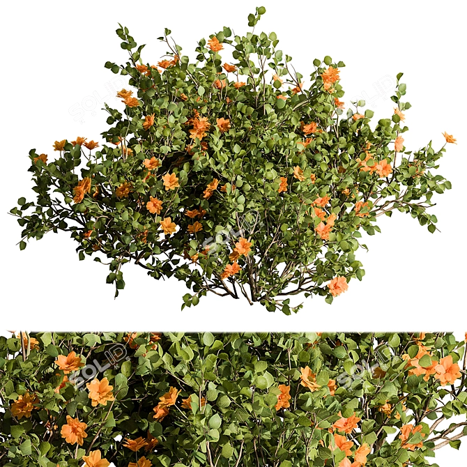 Sunshine Yellow Creeper Bush Set 3D model image 1